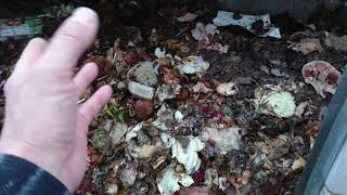 276. Калифорнийские черви !, как не надо держать.