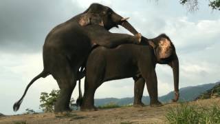 ELEPHANT MATING WITH FEMALE - Elephant Mate/ Breading Video
