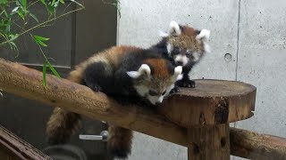 ◆レッサーパンダふたごの赤ちゃん（一般公開初日の様子） 埼玉県こども動物自然公園 2019-10-19