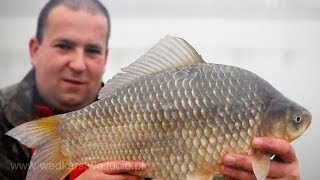 Karaś życiówka, Lin, Leszcze i 3 dniowa zasiadka na Lipiu - wędkarstwo