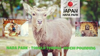 Nara Park and Deer : Day Trip From Osaka