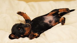 Dachshund`s world #6 В мире такс №6. Лучшие приколы про такс.