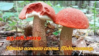 Грибы. Сбор грибов август 2019. Подосиновики.