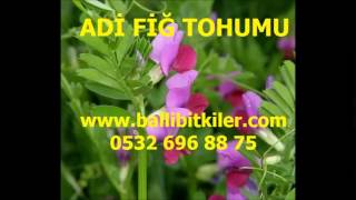 satılık fiğ tohumu,fiğ tohumu ankara,fiğ tohumu çeşitleri,fiğ tohumu fiyat,fiğ tohumu nasıl ekilir,f