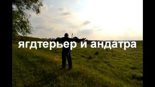 ягд и ондатра (учим ягдтерьера работать по следу)yagdterer-hunting yagdtererom