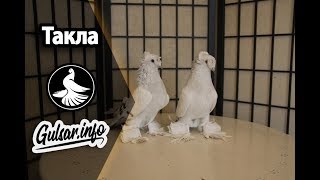 КРАСИВАЯ ИГРА ТУРЕЦКОЙ ТАКЛЫ / PIGEONS / TAUBE #Gulsarino