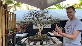Brazilian Raintree Bonsai Makeover at The Bonsai Supply