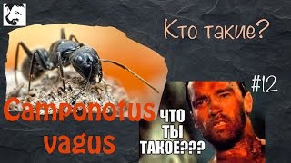 Немного о муравьях // муравьи Camponotus Vagus // #12