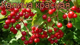 Калина красная (viburnum) ? красная калина обзор: как сажать, саженцы калины