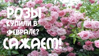 Розы. Купили в феврале? Посадка вьющейся, плетистой #розы.
