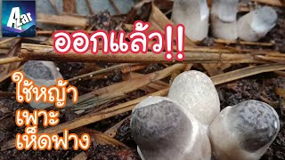 เพาะเห็ดฟางในบ่อซีเมนต์"โดยใช้หญ่า"(ตอนที่2)