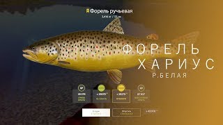 РУССКАЯ РЫБАЛКА 4 | RF4 - ФОРЕЛЬ И ХАРИУС, Р.БЕЛАЯ
