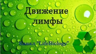 Движение лимфы