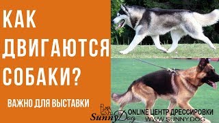 Как двигаются собаки? Виды аллюра собак