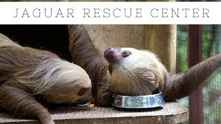Jaguar Rescue Center Puerto Viejo Talamanca