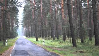 Лес в Германии, какие леса сейчас в Германии