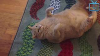 Funny Animal Mating - Top Funny Fattest Cats and Fattest Dogs In The World