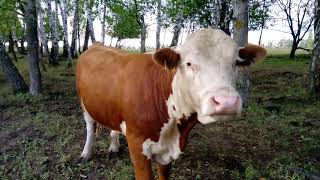 Бычки на продажу в КФХ "Герефорд" летом 2019 г.