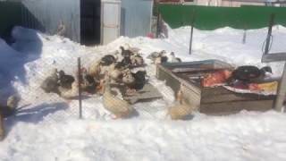 Инкубация яиц мускусной утки, инкубатор, гнезда для птицы, как заставить птицу нестись.