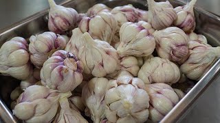 Маринованный чеснок быстрого приготовления  Заготовка чеснока