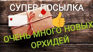 Орхидеи почтой: 12 новых орхидей! Аскоценда, фраги, морковка и фаленопсисы