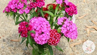 Saving Sweet William (Dianthus Barbatus) Seeds - Ornamental Cut Flower Gardening