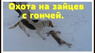 Охота на зайцев с Русской пегой гончей. 07.11.2016.