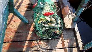 УЛОВ.Тамань. Лиманы.    CATCH.