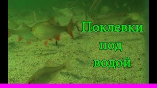 Поклевки. Ловля на озере на поправочную удочку. Fishing. Подводная съёмка. Рыбалка. Поплавок