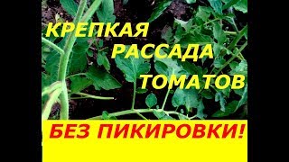 КРЕПКАЯ РАССАДА ТОМАТОВ БЕЗ ПИКИРОВКИ ! ПОДКОРМКА И ЗАЩИТА