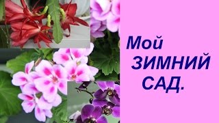 Экскурсия по дому. Мой зимний сад. | Indoor Plants.