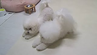 강아지가 퇴근한 주인을 반기는 이유입니다 ㅠㅠ