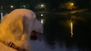 Ms.Alya Golden Retriever listens to the Nightingale singing. Аля слушает пение соловья
