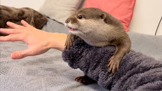 カワウソさくら 飼い主の体のどこかを絶対に触るルールを持つカワウソ otter who has to touch a part of the owner's body