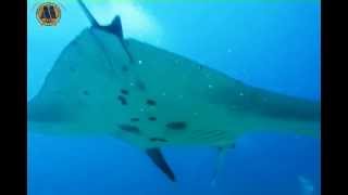 Inmersiones en la Isla de Komodo