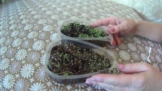 ПОСЕВ СЕМЯН ЗЕМЛЯНИКИ И ПЕТУНИИ В КОКОСОВЫЙ СУБСТРАТ!РЕЗУЛЬТАТ!