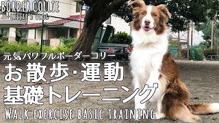 散歩だけじゃ満足しないボーダーコリーの運動と基礎トレーニング/Border collie walk, exercise and training