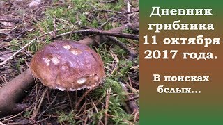 Дневник грибника 11 октября 2017 г. В поисках белых