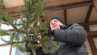 "Из отслужившей новогодней ёлки можно сделать народный барометр" (новости Бийска, 19.01.16г., Будни)