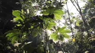 Parque Nacional "PODOCARPUS" (Ecuador)