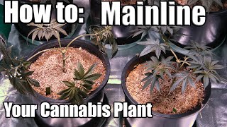 How to: Mainline your Marijuana Plant