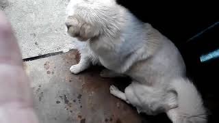 Собака трахает кота!!!!