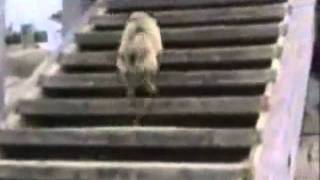 Try not to laugh. Best Animals Fail & Wins Compilation Ever !! Funny Hahahah !!