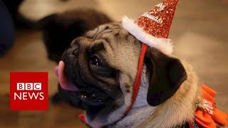 Pugs at Southampton pub enjoy Christmas treat - BBC News