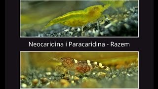Neocaridina Yellow i Paracaridina Blue Bee - Razem