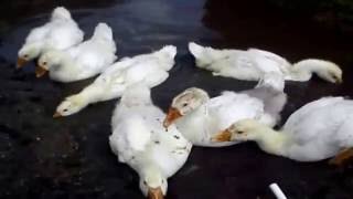 Водоем для гусей своими руками 2 часть