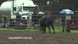 Bull Escapes Ring - Nowra Rodeo Australia 2009