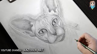 Как нарисовать кошку породы Сфинкс карандашом поэтапно?