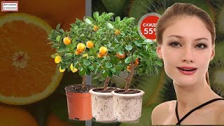 Набор Гибридные Мини Деревья Экодар Купить Минск
