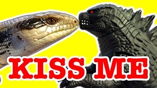 Blue Tongue Lizard Giant Tick, Thomas The Tank Poop & Godzilla Kiss